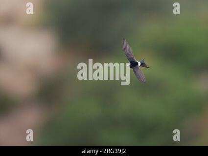 Der fliegende White-rumped Swift (Apus-Koffer) in seinem Zuchtgebiet in Südspanien. Stockfoto
