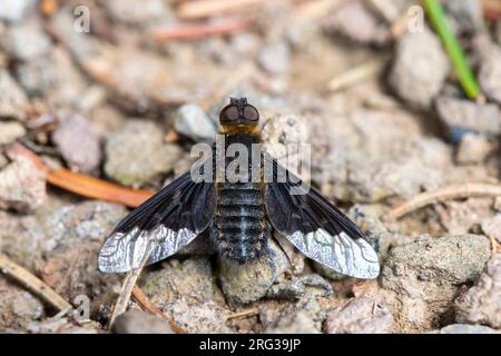 Hemipenthes morio Stockfoto