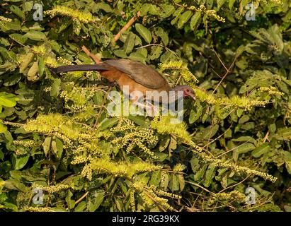 Chaco Chachalaca, Ortalis canicollis pantanalensis, hoch oben in einem Baum im Pantanal, Brasilien Stockfoto