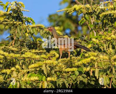 Chaco Chachalaca, Ortalis canicollis pantanalensis, hoch oben in einem Baum im Pantanal, Brasilien Stockfoto