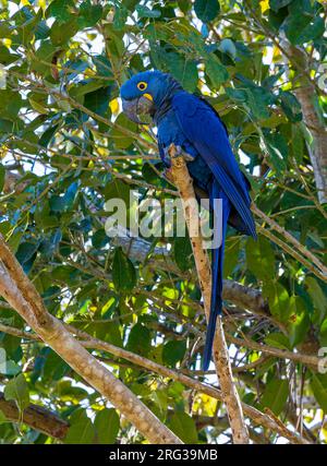 Hyazinth Macaw, Anodorhynchus hyacinthinus, hoch oben in einem Baum im Pantanal, Brasilien Stockfoto