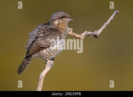 Unreifer Eurasian Wryneck, Jynx Torquilla, in Italien. Hoch oben auf einem Zweig. Stockfoto