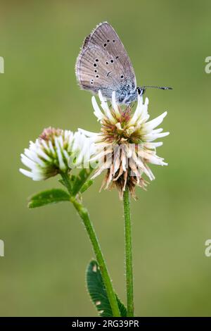 Mazarinblau, Klaverblauwtje, Cyaniris semiargus Stockfoto