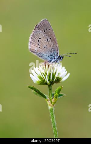 Mazarinblau, Klaverblauwtje, Cyaniris semiargus Stockfoto