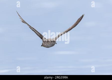 Balearisches Scherwasser (Puffinus mauretanicus), Erwachsener im Flug, mit dem ruhigen Meer als Hintergrund Stockfoto