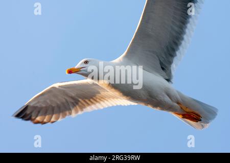 Erwachsene Zwergmöwe (Larus fuscus) in den Niederlanden. Fliegen Sie dicht über dem Kopf. Stockfoto