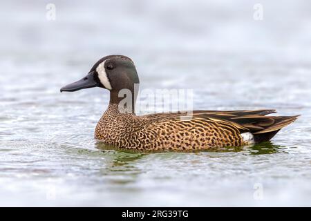 Mannetje Blauwvleugeltaling; Blue-winged Teal Männlich Stockfoto