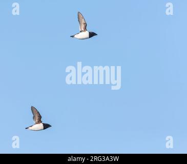 Little Auk (Alle) während der Sommersaison auf Spitzbergen im arktischen Norwegen. Stockfoto