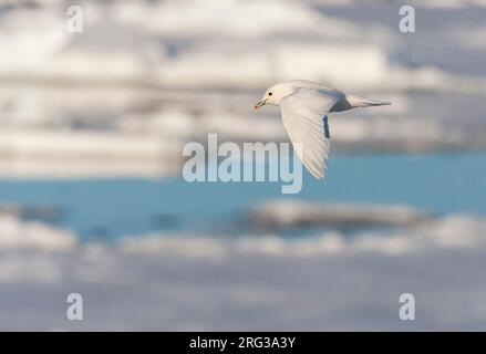 Adulte Elfenbeinmöwe (Pagophila eburnea) auf Svalbard, Nordnorwegen. Stockfoto