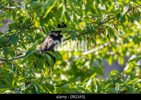 Schwarzspecht (Dryocopus martius martius) auf einem Kirschbaum, Loèche, Wallis, Schweiz Stockfoto