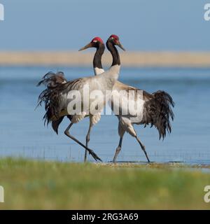 Ein Paar Schwarzhalskraniche (Grus nigricollis) auf einem hohen See auf dem tibetischen Plateau. Stockfoto