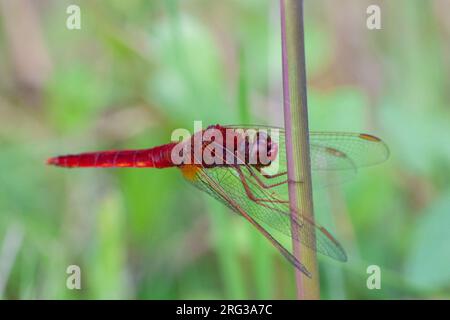 Männliche Breitblättrige Karotte, Crocothemis erythraea, in den Niederlanden. Sie ruht auf einem Schilfstiel. Stockfoto