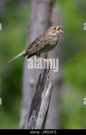 Corn Bunting (Emberiza calandra), Seitenansicht eines Erwachsenen, der von einem Pfosten singt, Kampanien, Italien Stockfoto