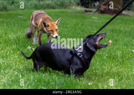 Europäischer Rotfuchs (Vulpes vulpes crucigera), der in der Nähe einen Hund in den Straßen hält, Uccle, Brüssel, Brabant, Belgien. Stockfoto