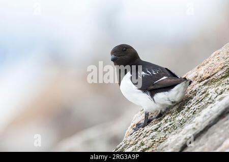 Little Auk (Alle) während der Sommersaison auf Spitzbergen im arktischen Norwegen. Stockfoto