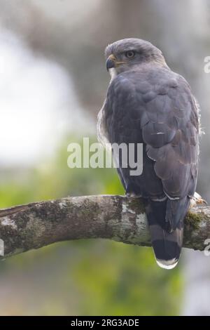 Südlicher Schlangenadler (Circaetus fasciolatus) auf einem Ast in Tansania. Stockfoto