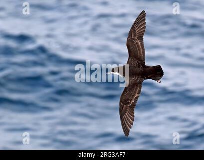 Galapagos Shearwater (Puffinus subalaris) im Flug auf den Galapagos-Inseln, Ecuador. Stockfoto