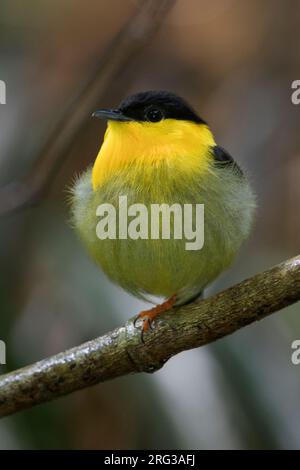 Ein männlicher Manakin (Manacus vitellinus) in Capurgana, Choco, Kolumbien. Stockfoto