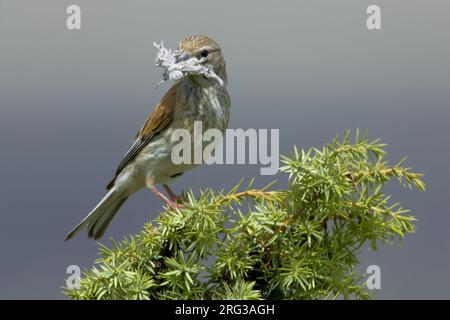 Kneu met nestmateriaal; Hänfling mit nestingmaterial Stockfoto