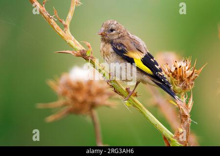 Juveniele Putter; Juvenile europäischen Goldfinch Stockfoto