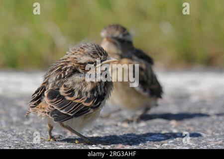 Junge Whinchats (Saxicola rubetra), Seitenansicht von zwei Küken, die vor Gras auf der Straße stehen Stockfoto