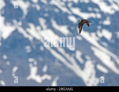 Erwachsener Arktis-Skua (Stercorarius parasiticus) im Flug in Spitsbergen, Arktis Norwegen. Schneebedeckte Berghänge im Hintergrund. Stockfoto