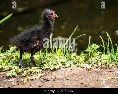 Küken von Gemeinen Moorhen (Gallinula chloropus) auf einer Wiese in den Niederlanden Stockfoto