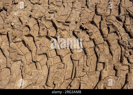 Reifenspuren sind auf schmutzigem roten Boden gedruckt. Radspuren des Lkws auf dem Hintergrund der Bodenstruktur. Reifenspur auf Hintergrund mit Sandstruktur. Spuren von Geländereifen. Stockfoto