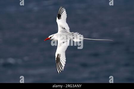 Erwachsener Rotschnabelvogel, Phaethon aethereus, auf den Galapagos-Inseln, Ecuador. Atemberaubende Seevögel in der Luft, von oben gesehen. Stockfoto