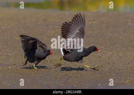 Waterhoen, gemeinsame Moorhuhn Stockfoto