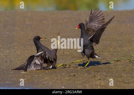 Waterhoen, gemeinsame Moorhuhn Stockfoto