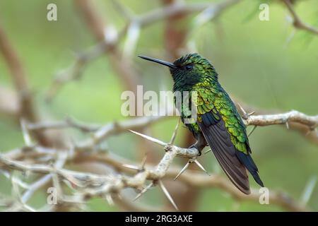 Blauschwanz-Smaragd (Chlorostilbon mellisugus caribaeus), Seitenansicht eines erwachsenen Mannes auf einem Dornzweig vor grünem Hintergrund Stockfoto