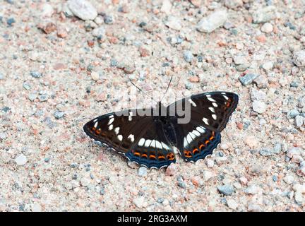 Poplar Admiral, Limenitis populi, männlich Stockfoto