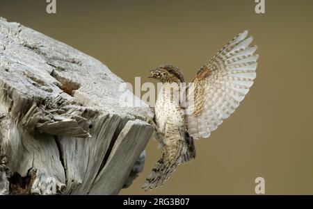 Eurasian Wryneck, Jynx Torquilla, im Flug in Melby, Dänemark Stockfoto