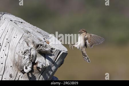 Eurasian Wryneck, Jynx Torquilla, im Flug in Melby, Dänemark Stockfoto