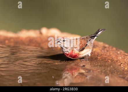 Männliches Gemeine Linnet (Linaria Cannabina) in Spanien im Sommer. Aus einem Wasserpool trinken. Stockfoto