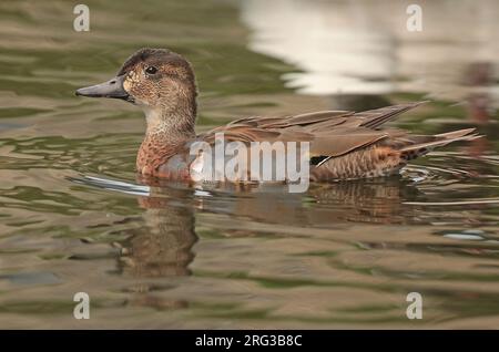 Baikal Teal (Sibirionetta formosa), männlicher Erwachsener in Ecola, der in Gefangenschaft schwimmt, von der Seite gesehen. Stockfoto