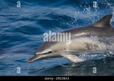 Aus nächster Nähe sehen Sie einen hüpfenden Gemeinen Delfin (Delphinus Delphis), mit dem Meer als Hintergrund Stockfoto