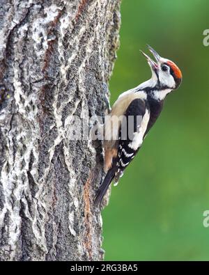 Juvenile Great Spotted Woodpecker, Dendrocopos Major, in Italien. Stockfoto