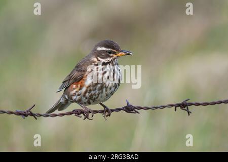 Redwing, Koperwiek, Turdus iliacus ssp. coburni, Island, Erwachsene Stockfoto