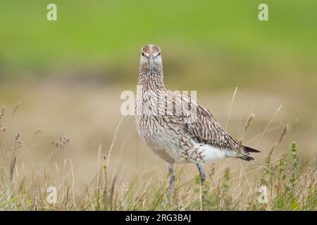 Regenbrachvogel, Regenwulp, Numenius phaeopus ssp. islandicus, Island, Erwachsene Stockfoto