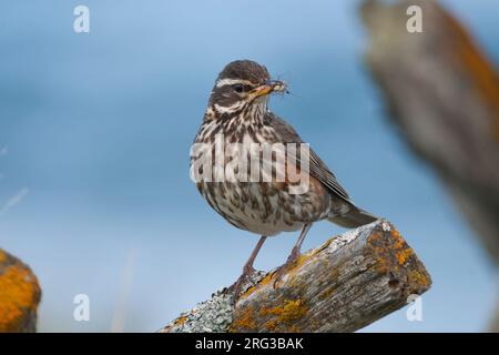 Redwing, Koperwiek, Turdus iliacus ssp. coburni, Island, Erwachsene Stockfoto