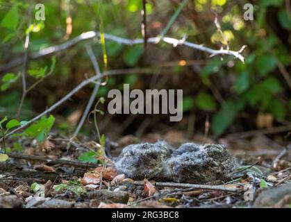 Rothalsküken (Caprimulgus ruficollis) in ihrem Nest unter einem Busch an einem Küstenstädtchen in der Nähe von Barcelona in Spanien. Stockfoto