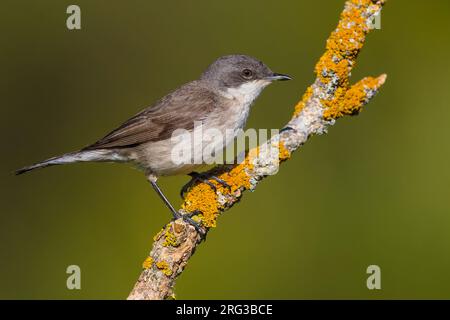 Lesser Whitethroat (Sylvia curruca) thront auf einer Zweigstelle in Frankreich. Stockfoto