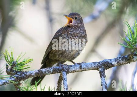 Juveniler eurasischer Schwarzvogel (Turdus merula) in Spanien. Ein Vogel, hoch oben in einem Kiefernbaum. Stockfoto