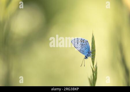Männliche gemeinsame blau Stockfoto