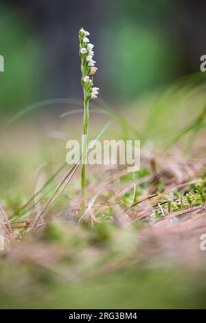 Schleichende Lady's Tresses, Goodyera repens Stockfoto