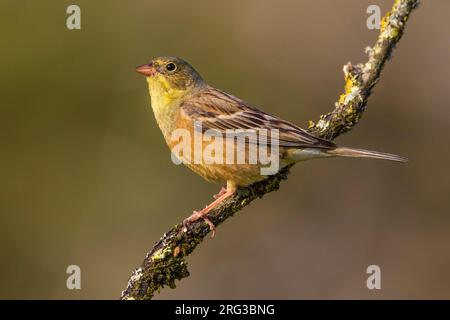 Ortolan Bunting (Emberiza hortulana) Männchen auf einem Zweig thront Stockfoto