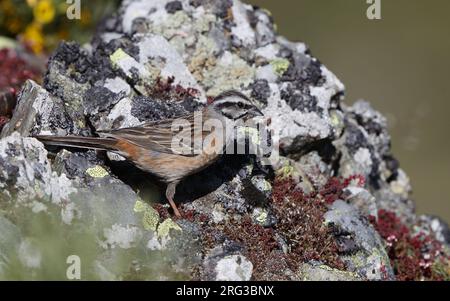 Rock Bunting, cia Emberiza, in den Cantabrian Mountains, Castillia y Leon, Spanien Stockfoto