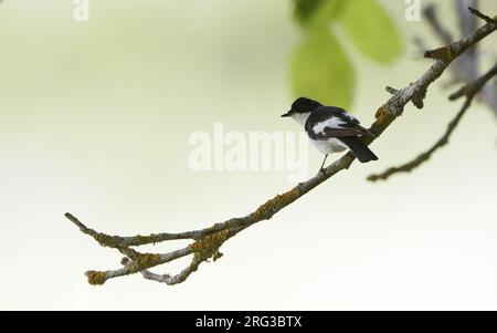 Ausgewachsener männlicher iberischer Rattenfänger (Ficedula hypoleuca iberiae) hoch oben in den Kantabrischen Bergen, Kastillia y Leon, Spanien Stockfoto